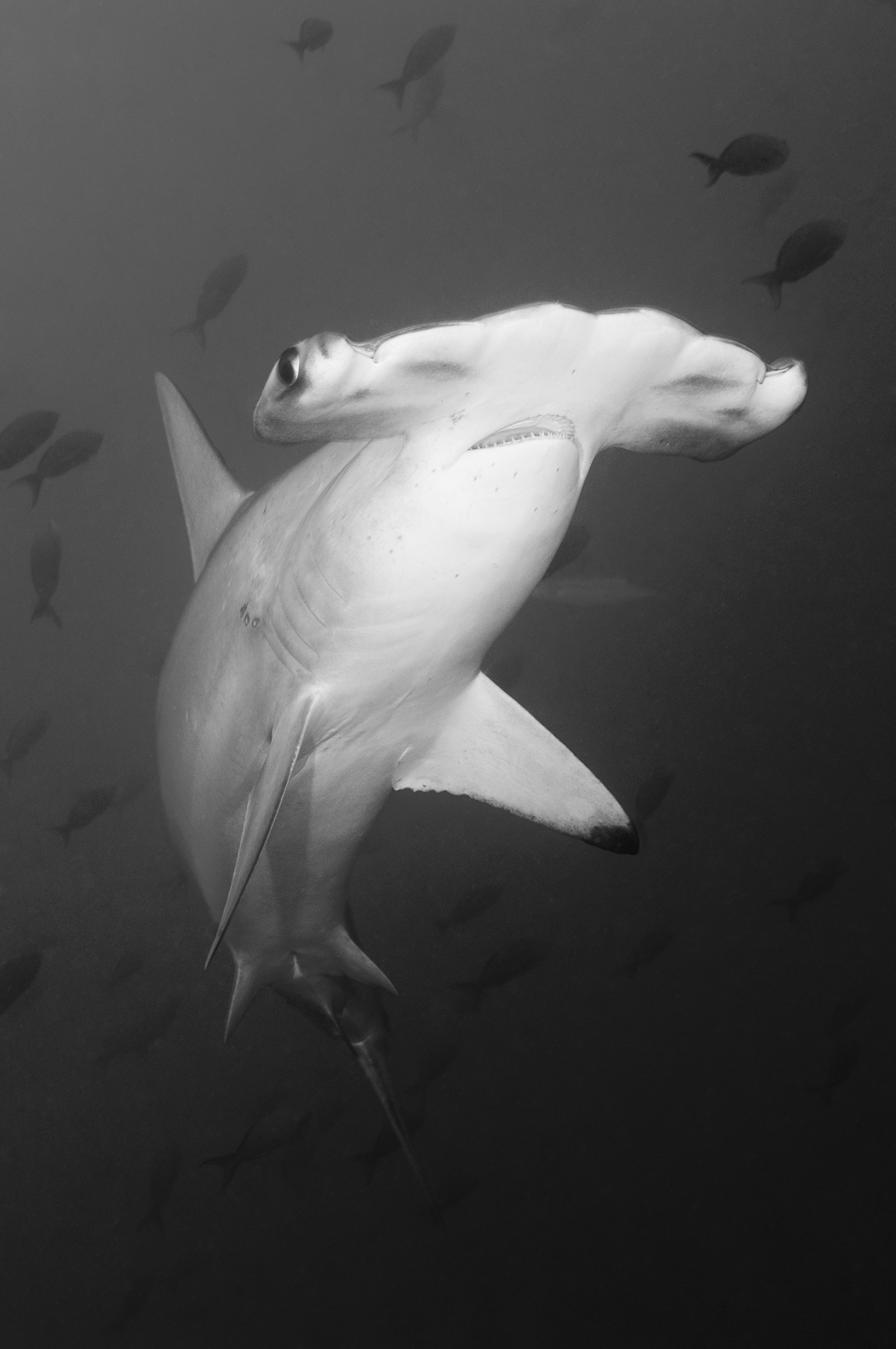 Hammerhead shark, Bahamas. Photo by Matthew Meier