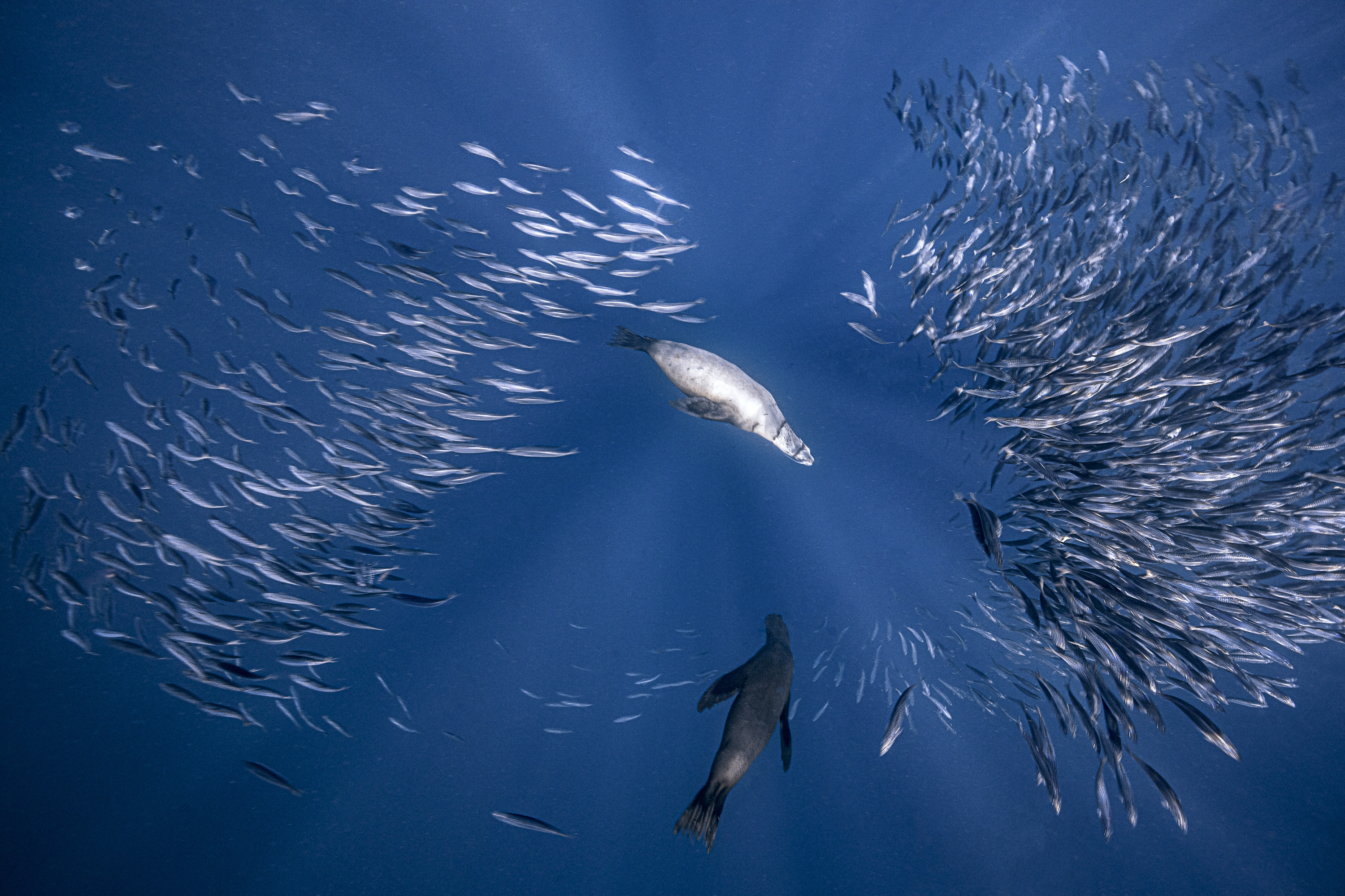 Sea lion and bait ball at Magdalena Bay, Mexico, by Beth Watson