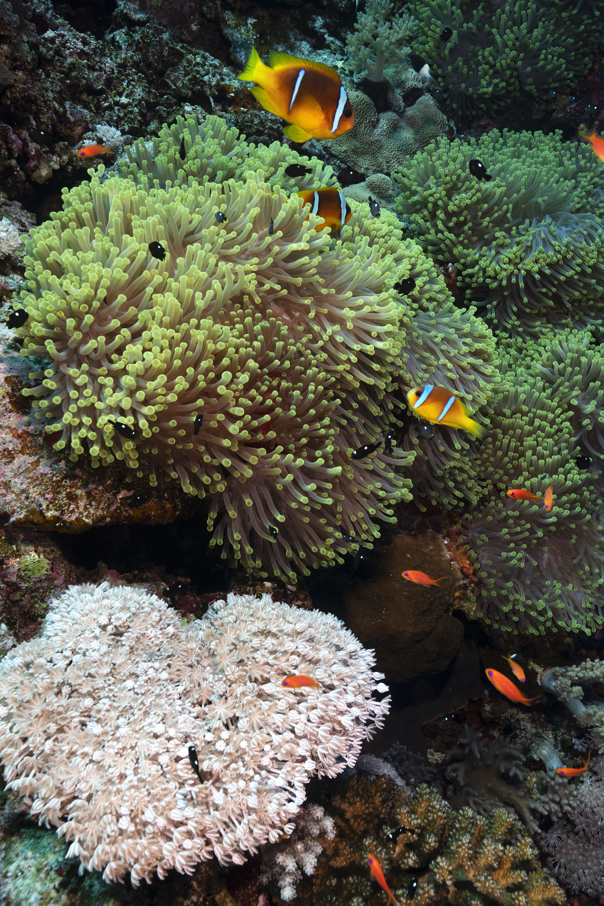 Anemonefish at Daedalus Reef, Egypt. Photo by Scott Bennett