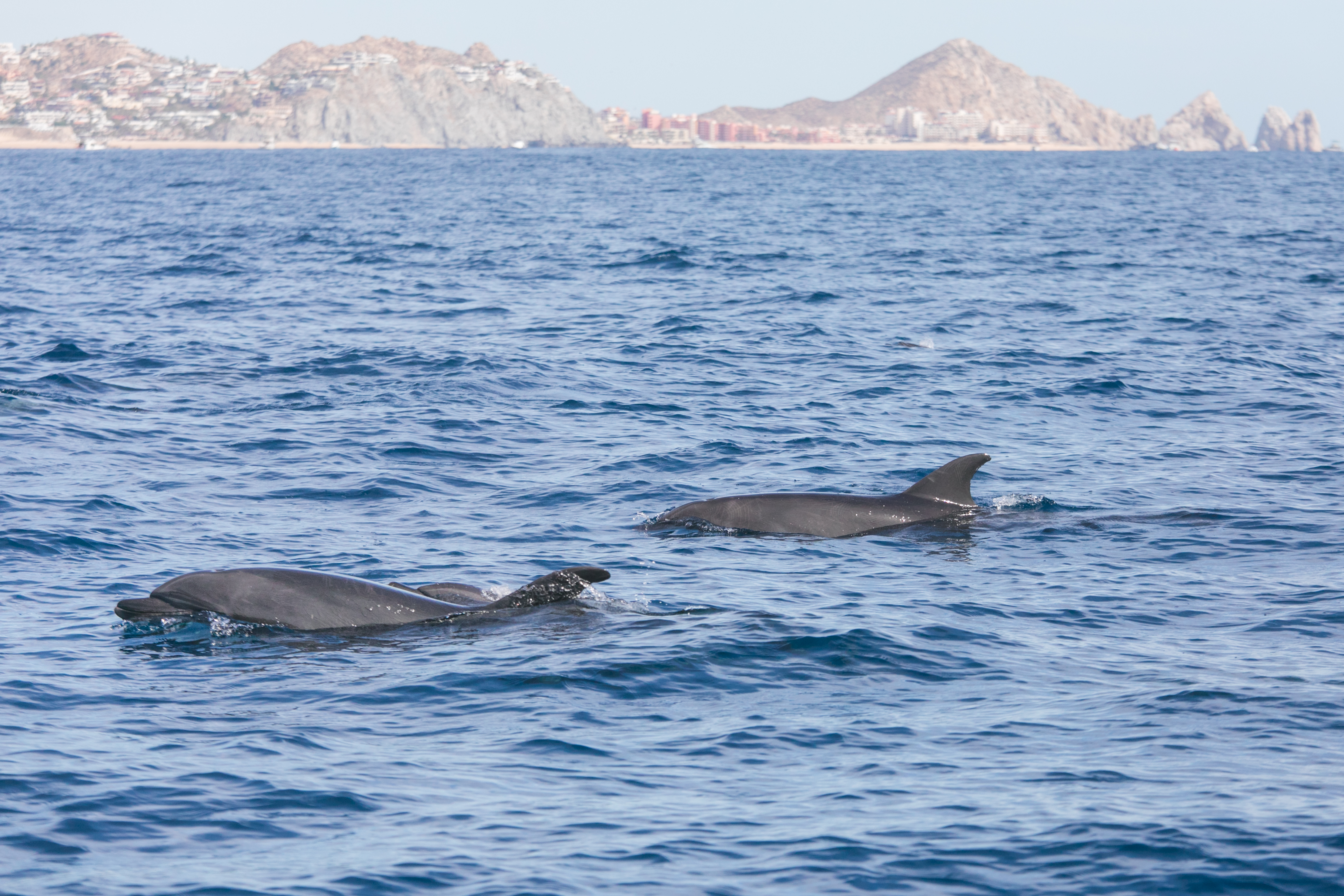 Bottlenose dolphins at Cabo San Lucas. Photo by Kate Holt