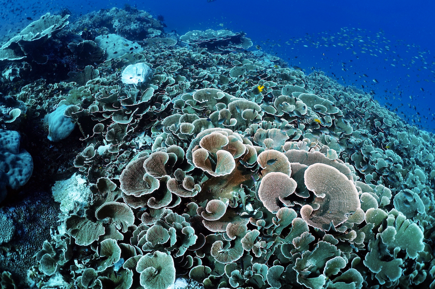 Yellow scroll coral on top of reef at Melissa’s Garden. Photo by Pierre Constant