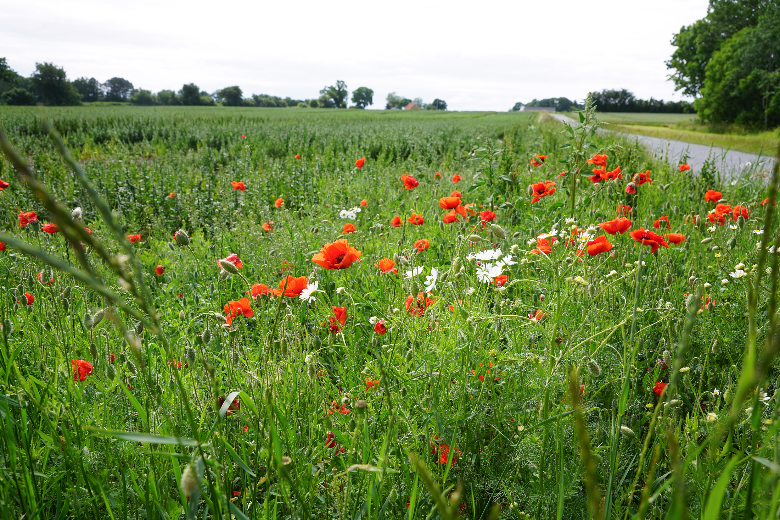 Danish countryside. Photo by Peter Symes