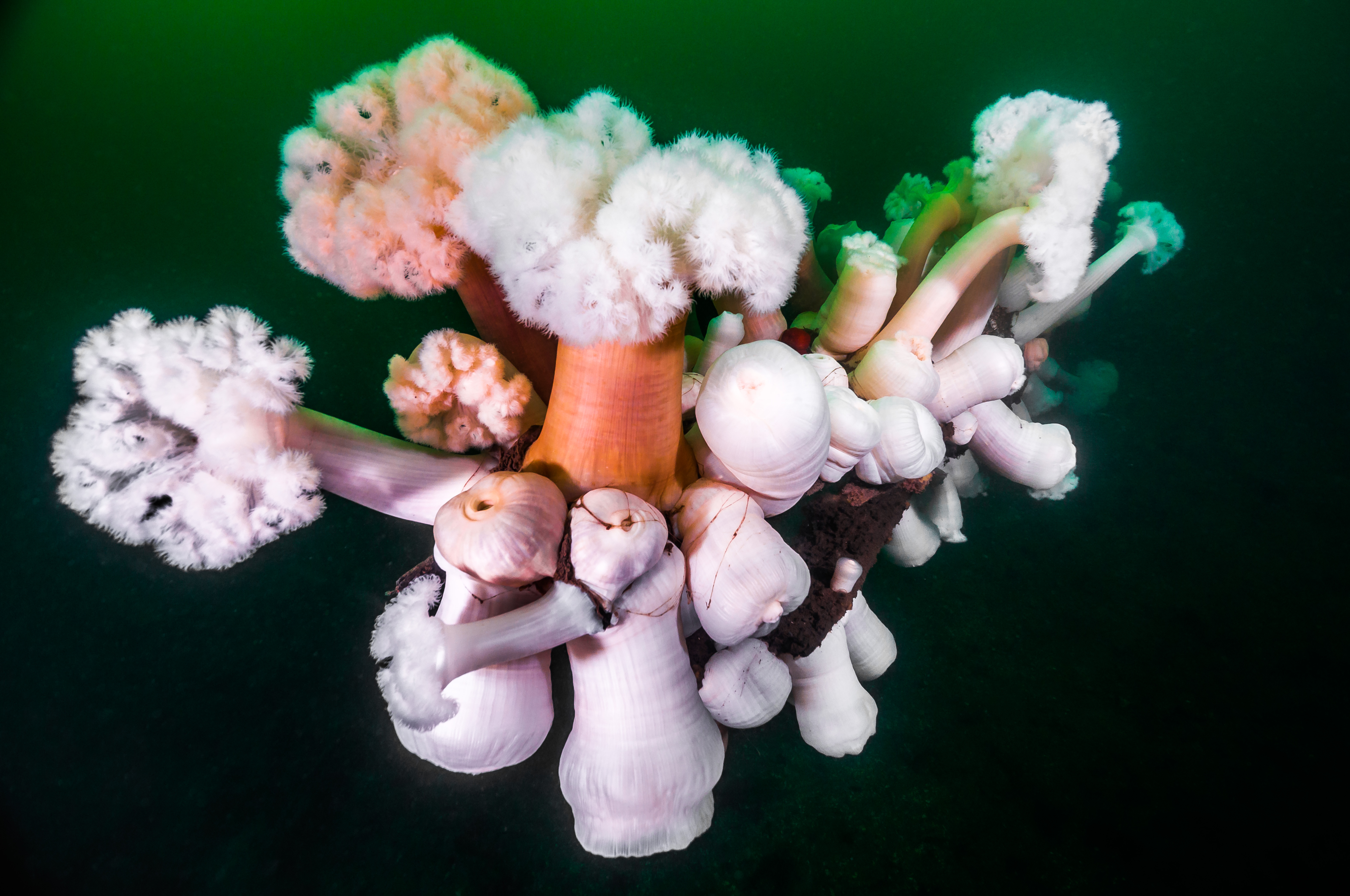 Giant plumose anemones near Alki Beach, Puget Sounds, WA, USA. Photo by Jennifer Idol