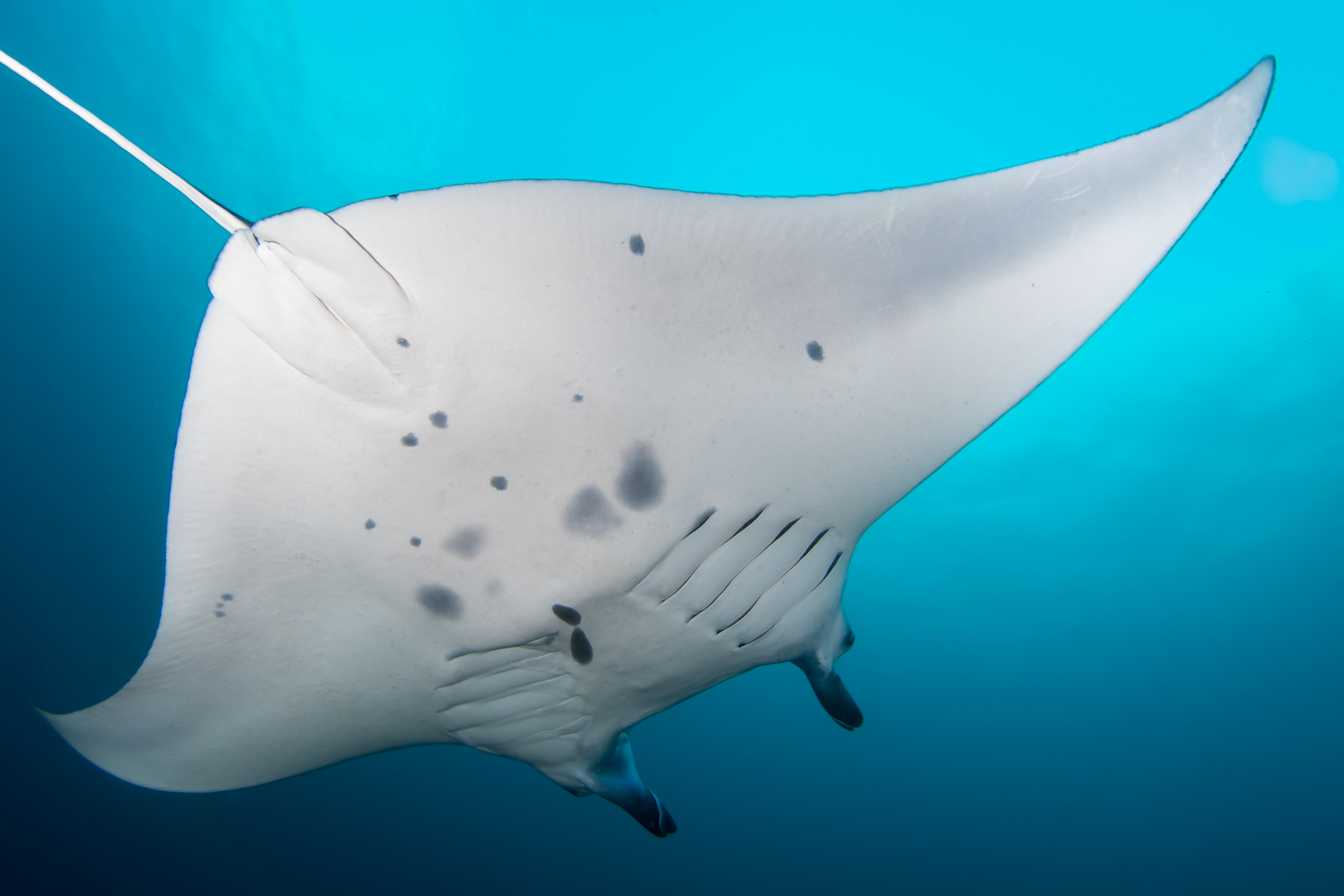 Manta Alley, Komodo, Indonesia. Photo by Brandi Mueller