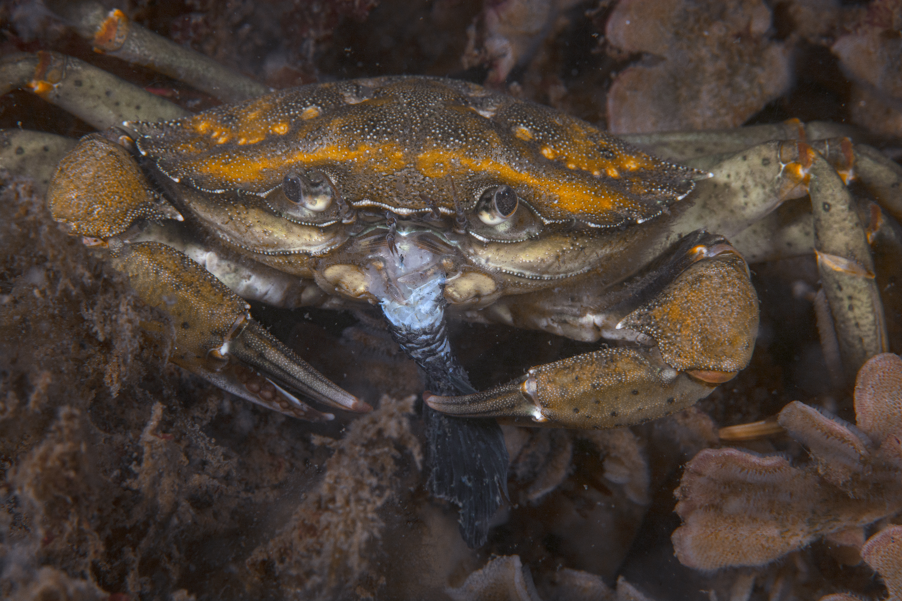 Crab, Fænø Sund, Denmark. Photo by Scott Bennett