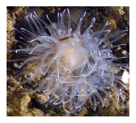 Anemone, Søbadet, Denmark. Photo by Scott Bennett