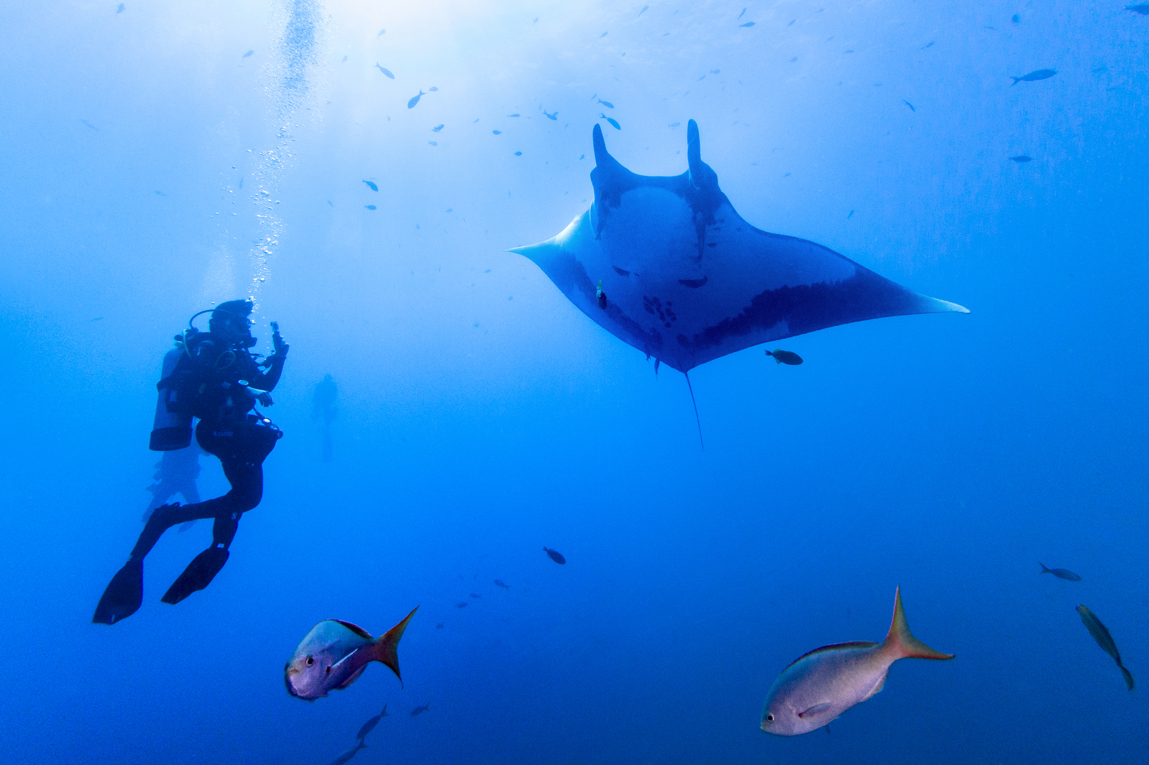 Diver with manta ray at El Canyon. Photo by Kate Holt