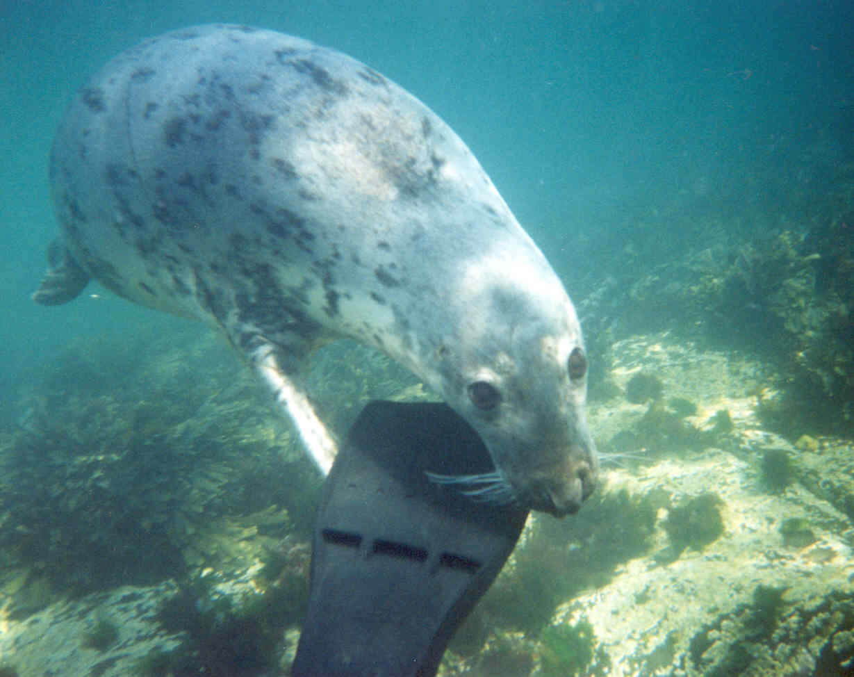 Farne seal