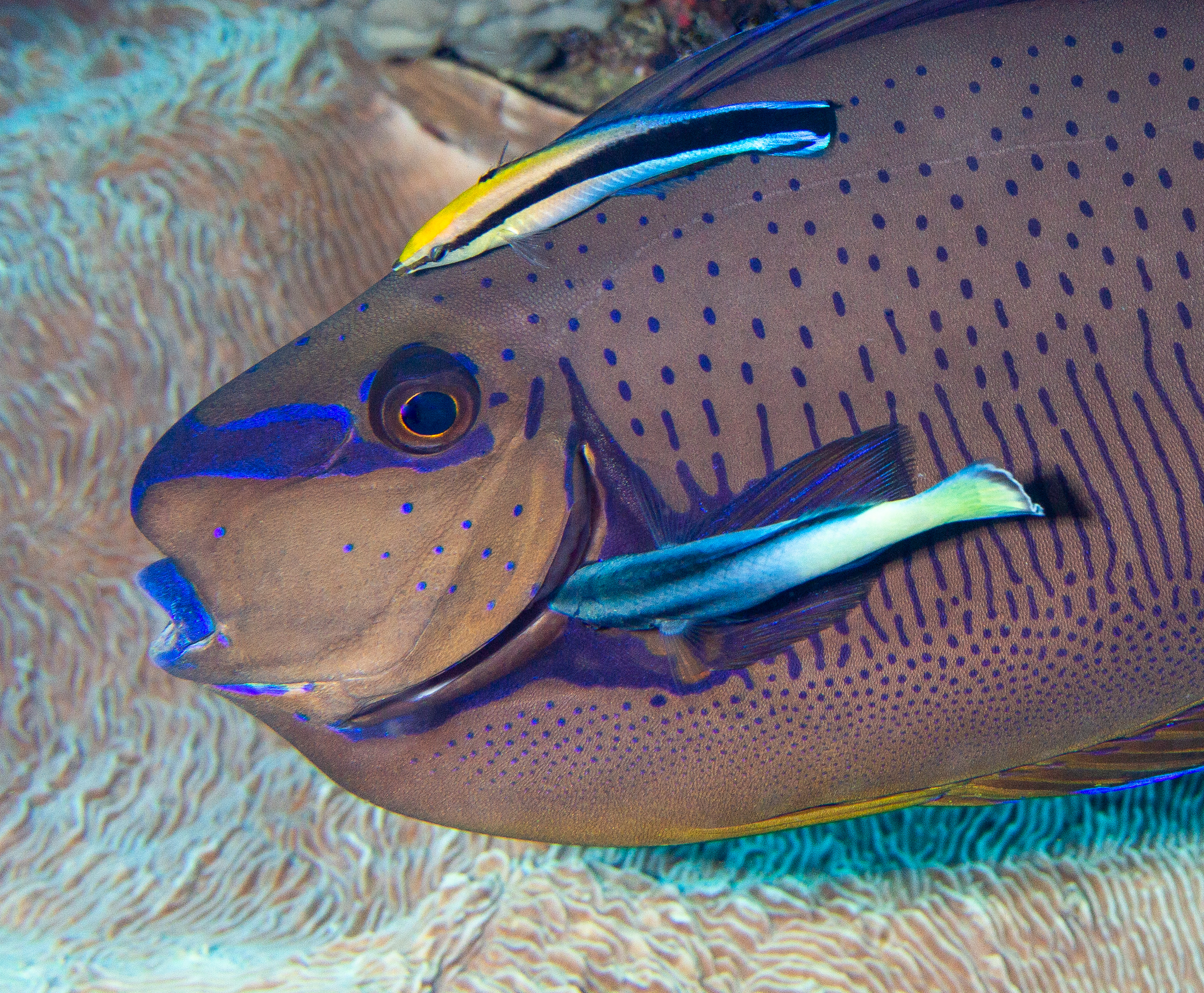 Unicornfish with cleaner wrasse, Gabet Point, North Sulawesi. Photo by Anita George-Ares