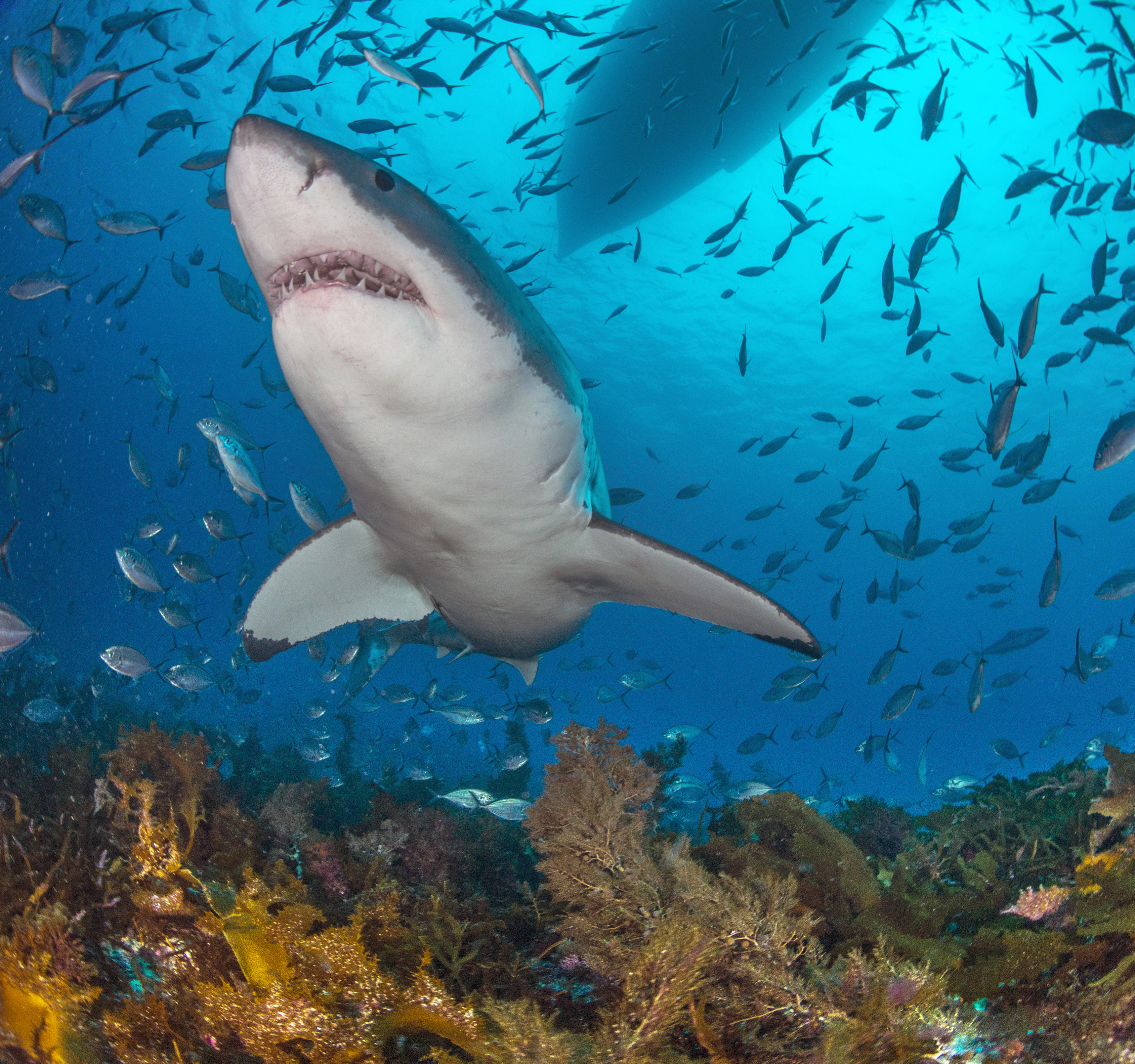 View of great white shark from the Rodney Fox vessel's ocean-floor cage. Photo courtesy of Andrew Fox