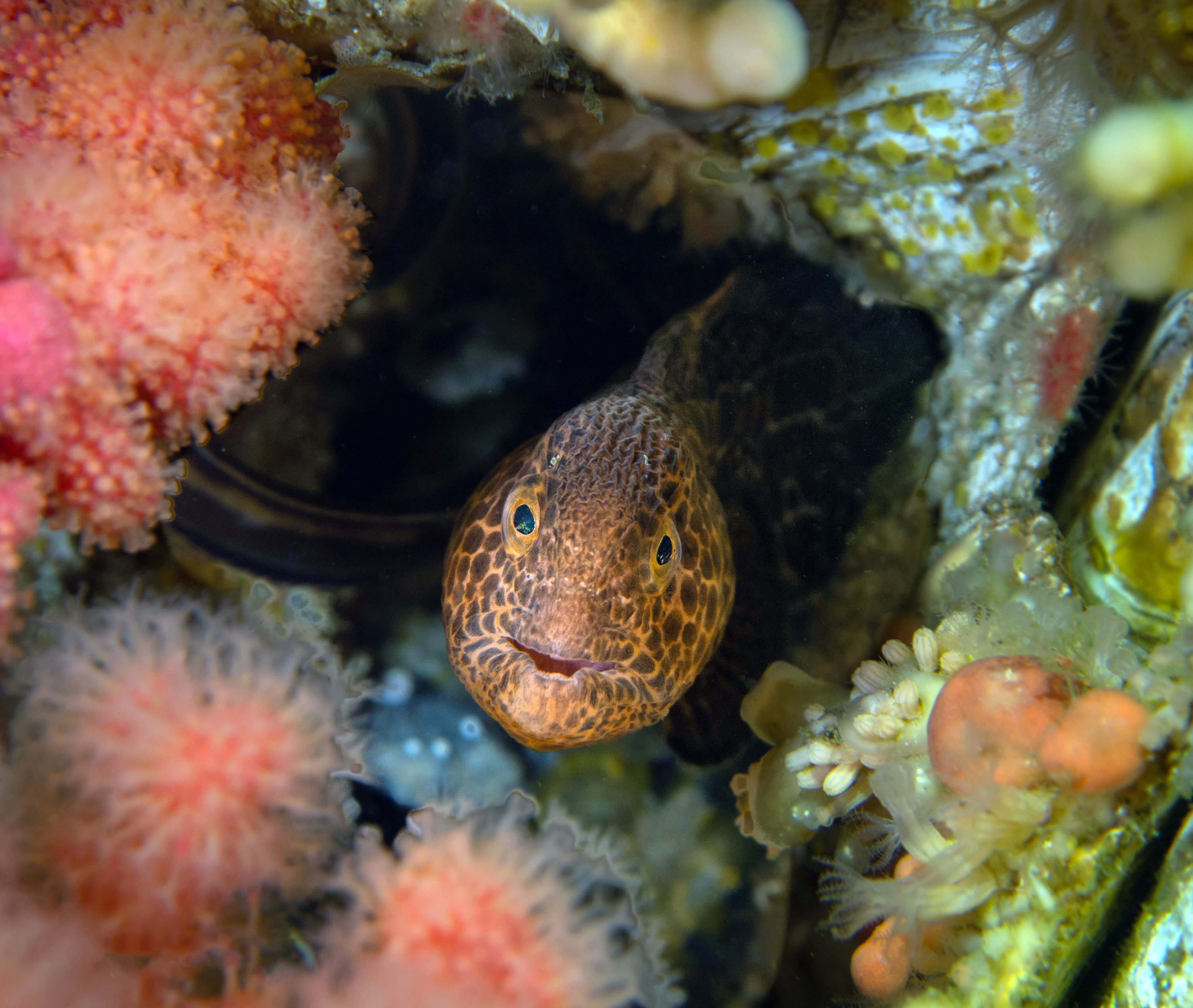 Juvenile wolf eel, British Columbia, Canada, by Olga Torrey