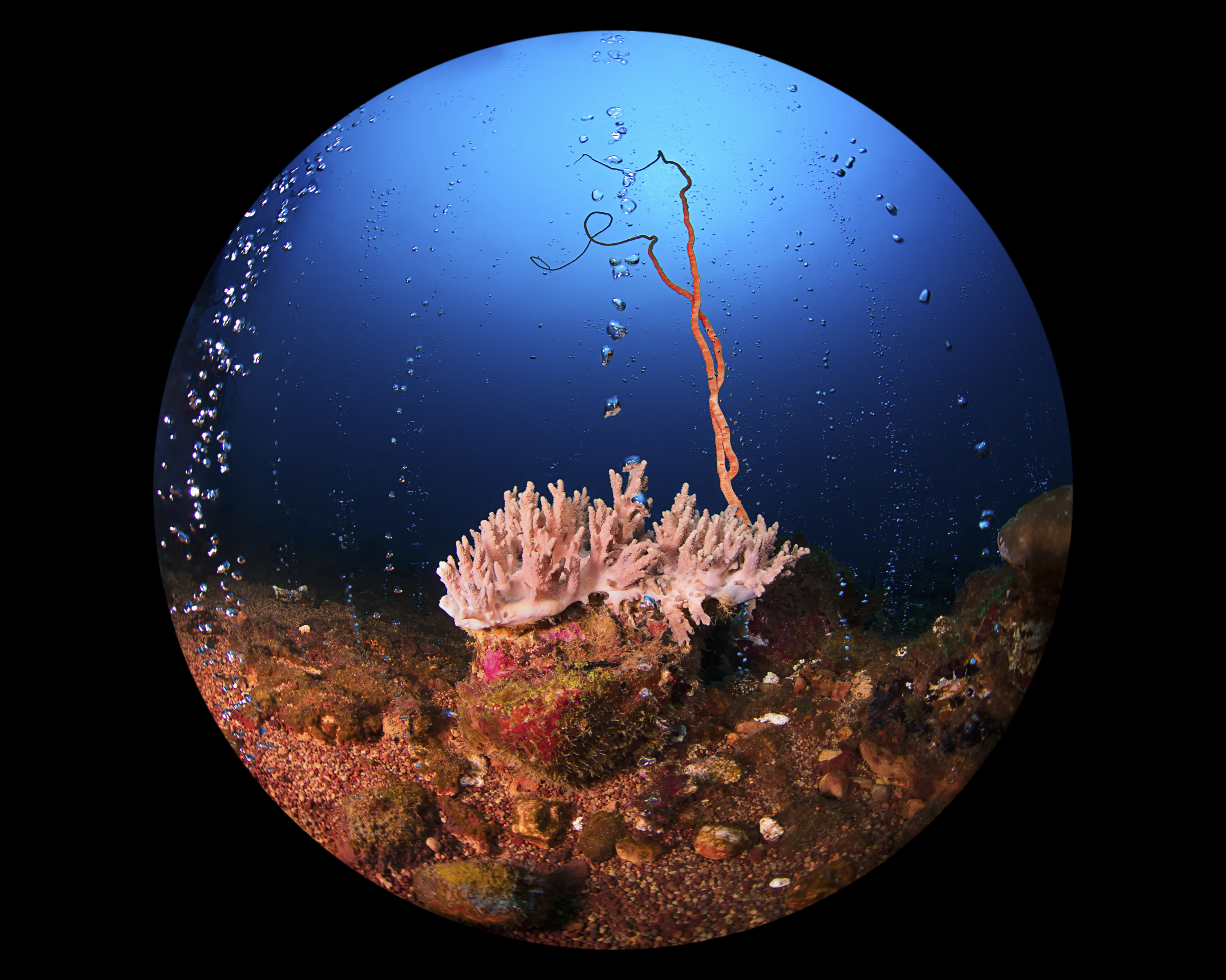 Bubbling reef, Hot Rocks, Sangeang Volcano, Indonesia. Photo by Beth Watson