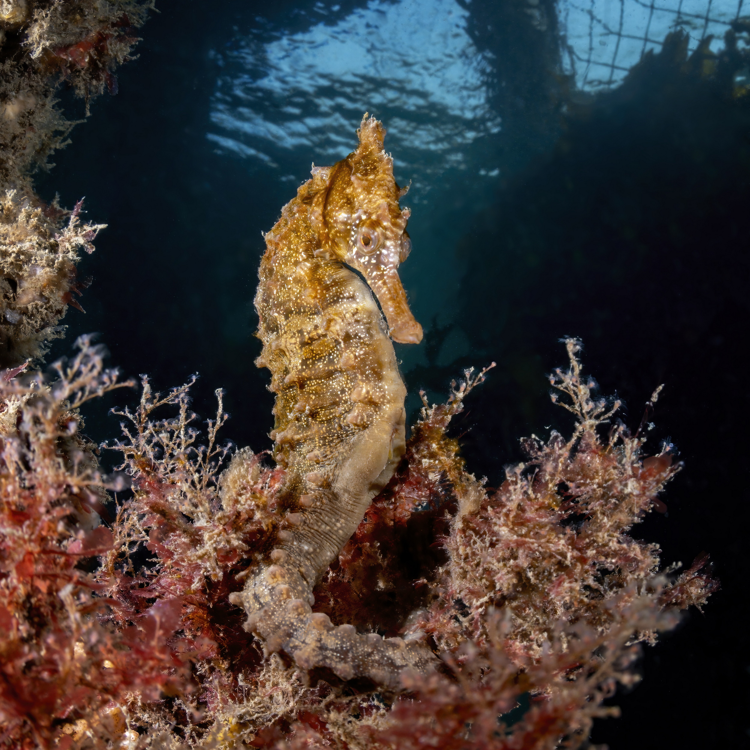 White's seahorse, Sydney, Australia. Photo by Don Silcock