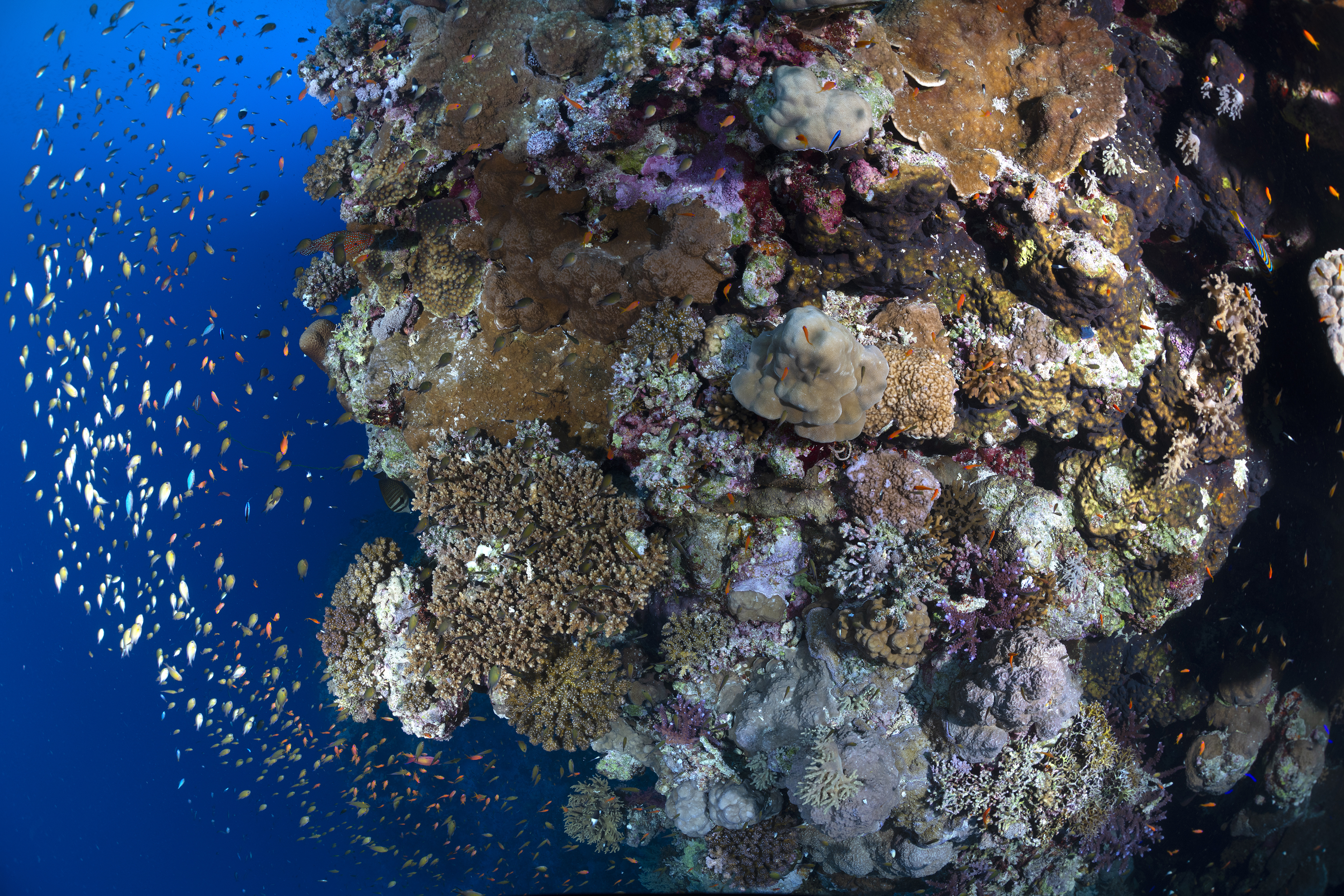 Reef wall at Rocky Island, Red Sea, Egypt. Photo by Scott Bennett