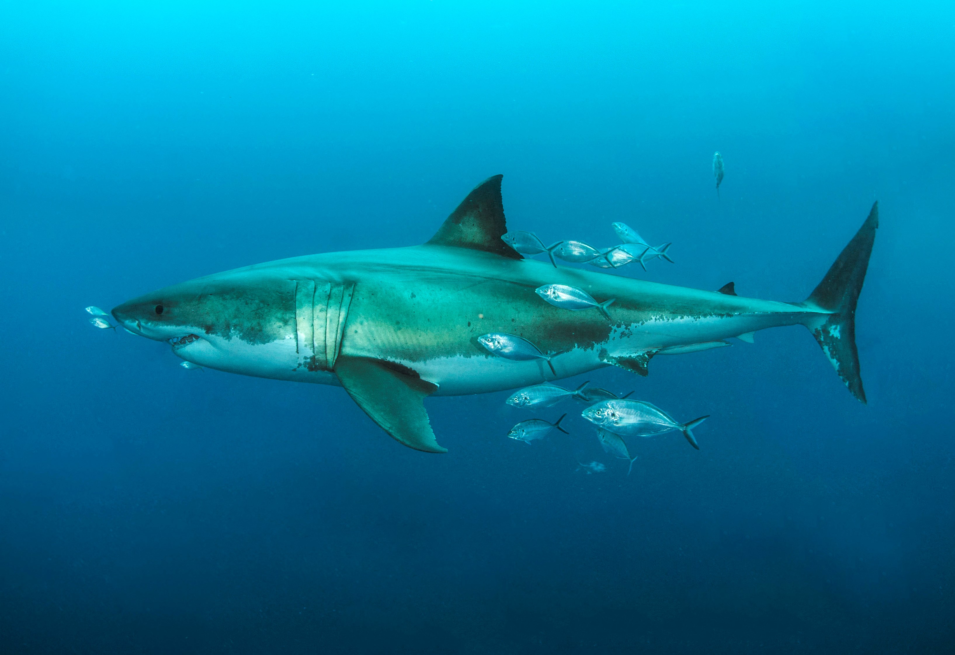 The great white shark individual known as Scarface. Photo by Andrew Fox