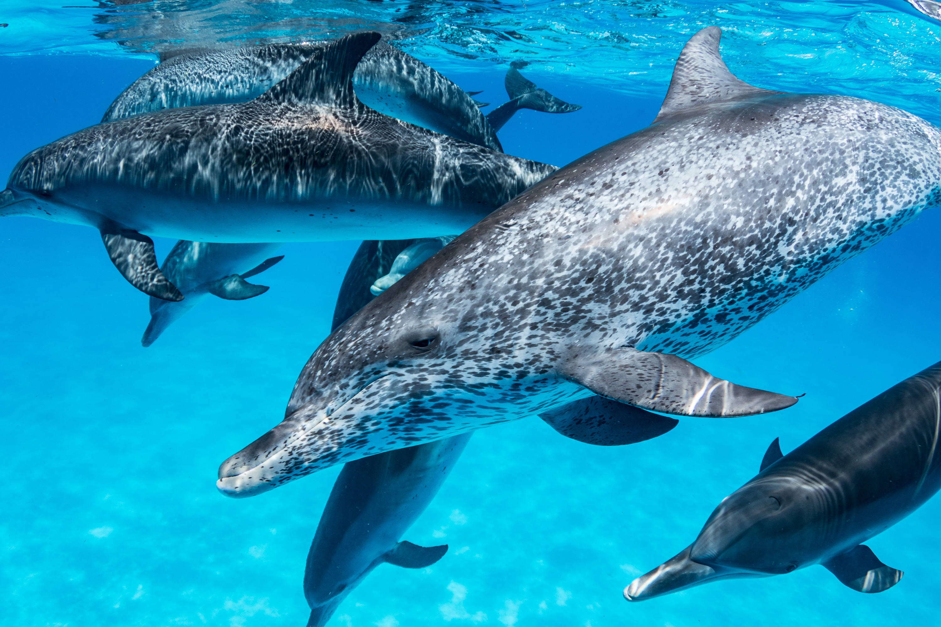 Atlantic spotted dolphin in Bimini, by Brent Durant