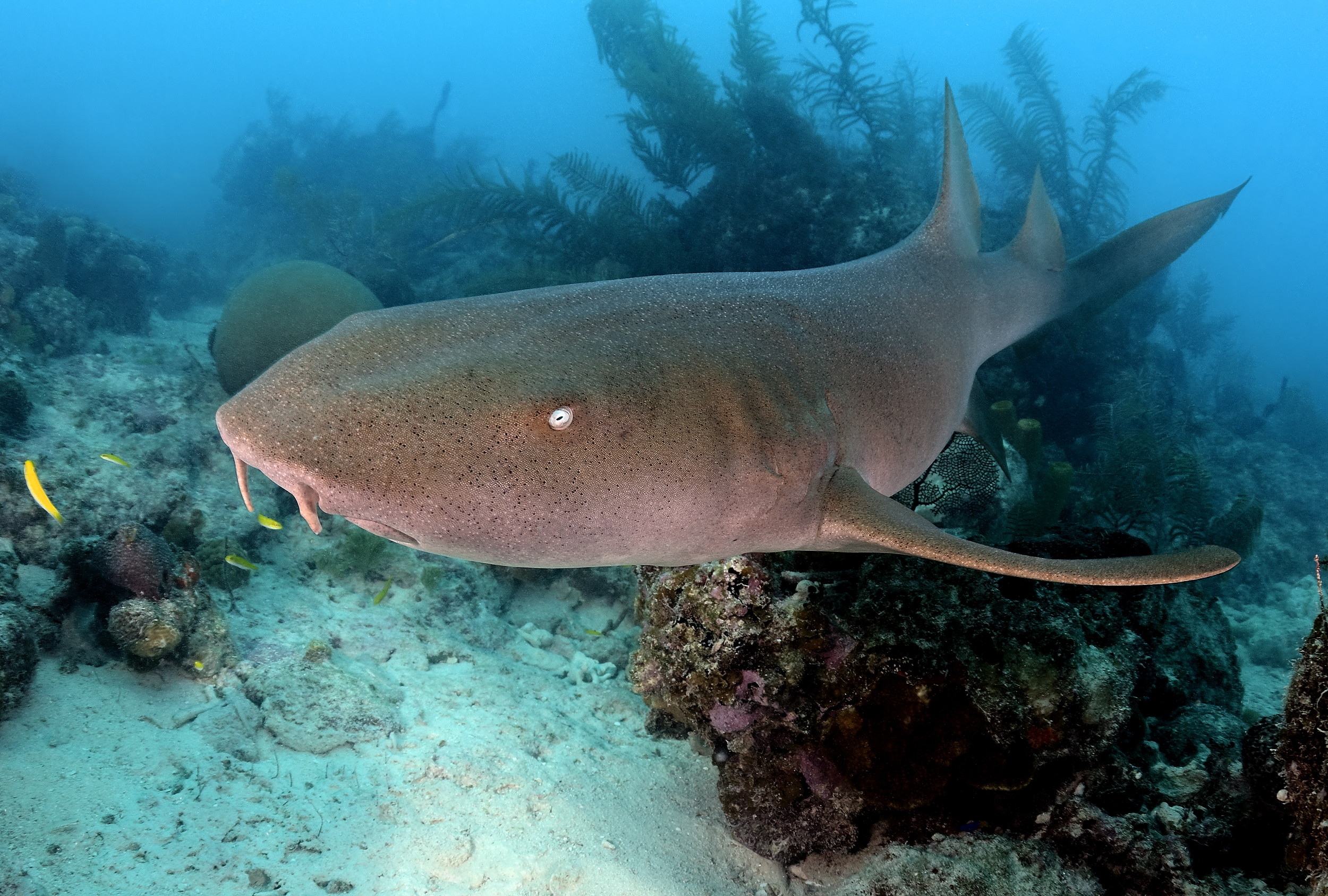 Nurse shark, Turks and Caicos. Photo by Scott Johnson