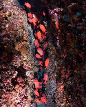 Soldierfish, One Line Sky, Green Island, Taiwan