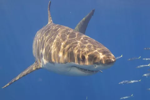 Great white shark. Photo by Elias Levy (Flickr Commons / CC BY 2.0)