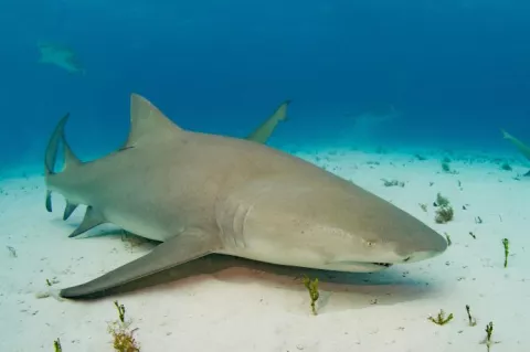 Lemon shark