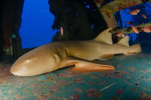 Nurse shark