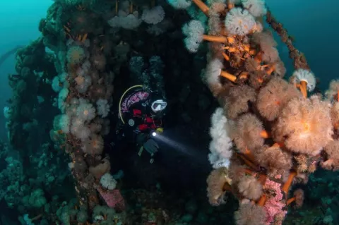 Debbie Stanley lights up anemones on SS Saganaga, Newfoundland