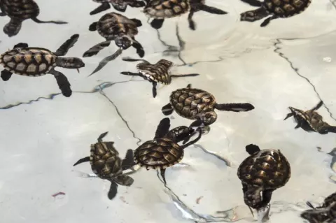 Juvenile sea turtles feeding on small fish