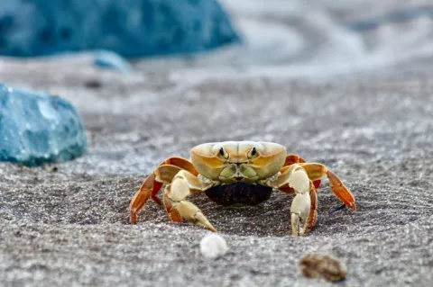 An egg-bearing female of Johngarthia lagostoma on the beach on Trindade Island