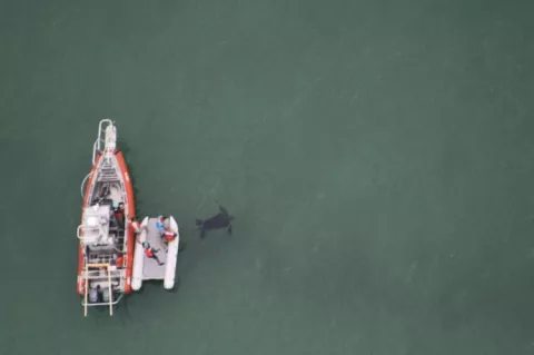 Aerial shot showing a turtle being released from a dinghy. Beside the dinghy is a boat.