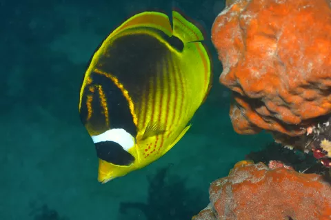 Racoon butterflyfish