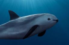 The vaquita is currently listed as Critically Endangered by the IUCN Red List